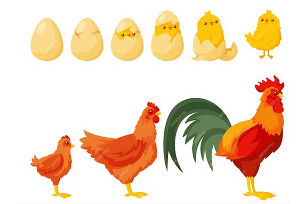 مراحل نمو الدجاجة
